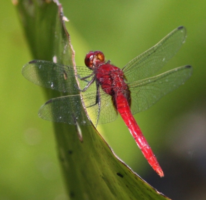 libellula dal Brasile: Erythemis cfr. peruviana